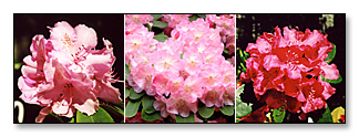 Rhododendrons et d'azal&eacute;es